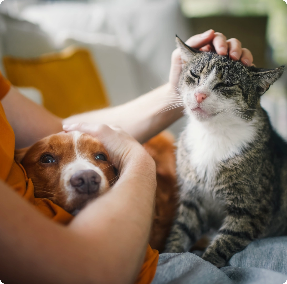 Person petting a dog and a cat.